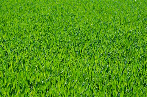 Excellent Grass Texture Or Green Lawn Background Photo Free Textures