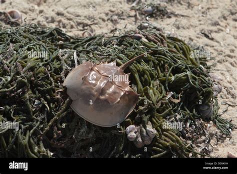 Atlantic Horseshoe Crab Washed Up On The Shore Of Cape Cod