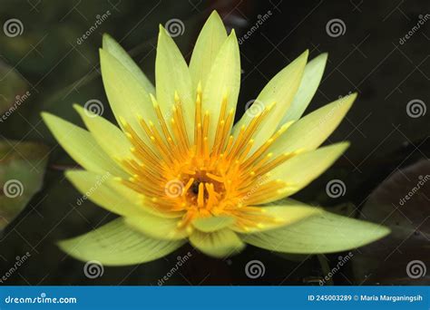 Yellow Lotus Water Lily Nymphaea Floating In A Pond Beautiful