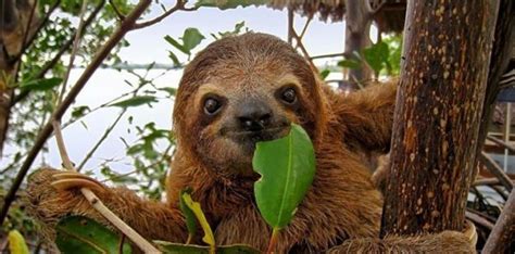 10 Surprisingly Chill Facts About Sloths The Fact Site