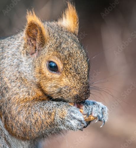 Praying Squirrel Stock Photo Adobe Stock