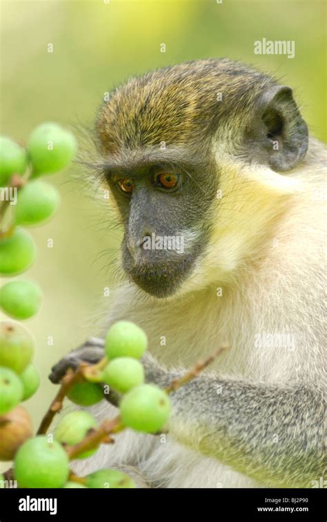 Green Vervet Monkey Chlorocebus Sabaeus Feedling On Fruit In The