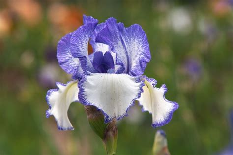 How To Grow And Care For Bearded Iris Plants