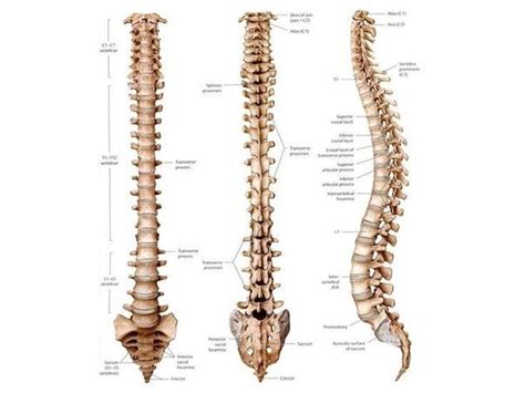 The vertebral column is the defining characteristic of a vertebrate in which the notochord (a flexible rod of uniform composition) found in all chordates has been replaced by a segmented series of bone: How many vertebrae are in a human spine? - Quora