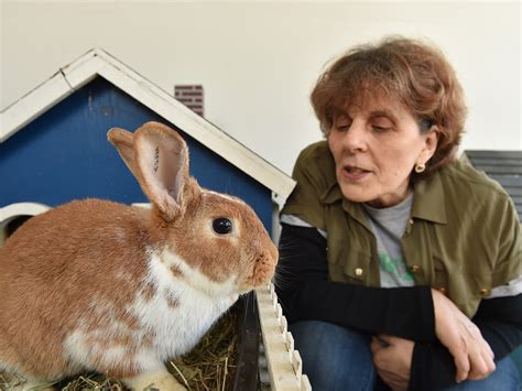 Richmond Rescue Rabbits To Be Vaccinated Richmond News