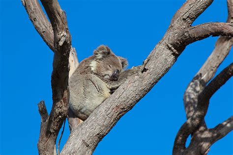 Koala Sleeping In Tree With A Blue Sky Background Australia Koala