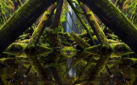 4562105 Forest Ferns Nature Reflection Moss Window Waterfall