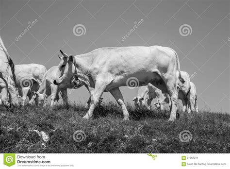Grazing Cows Stock Image Image Of Farmland Mammal Environment 91967211