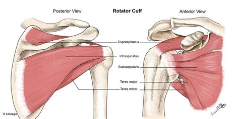 Rotator Cuff Pain Assessment Which Muscle Is It Rehab U BLOG