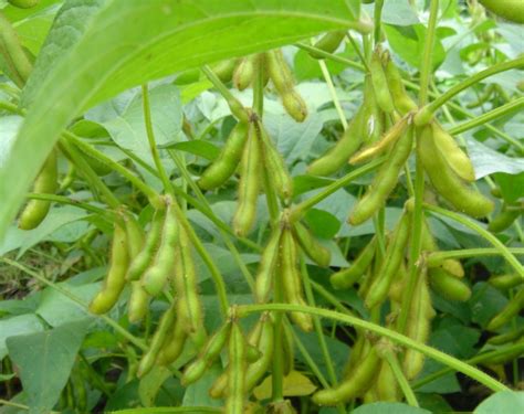 Comprehensive Facts About Soybean And Its Health Benefits Kogonuso Latest And Breaking News