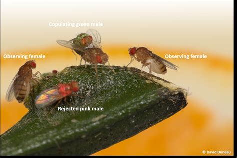 Fruit Flies Can Transmit Their Sexual Preferences Culturally Cnrs
