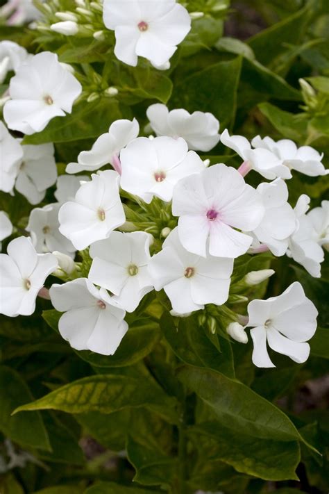 Phlox Paniculata Volcano® White Barthirtytwo Garden Phlox Garden