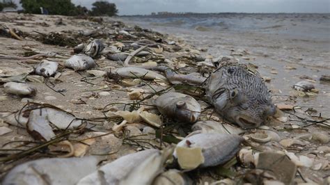 Scientists Battle Red Tide That Turned Florida Coast Into