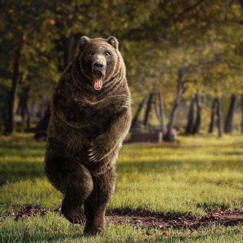 Pin De Laurie Herndon En Animals Bears Be The Bear Always Arte