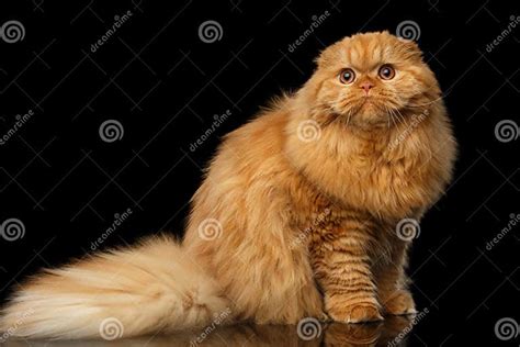 Furry Scottish Fold Breed Cat On Isolated Black Background Stock Image