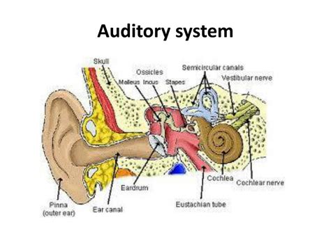 Ppt Auditory System Powerpoint Presentation Free Download Id1926530