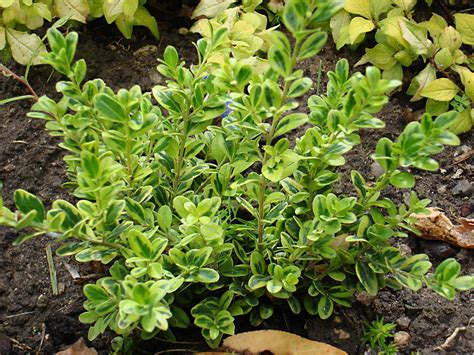 Buxus Golden Dream Peergold Coplant Wholesale Plants Trees To