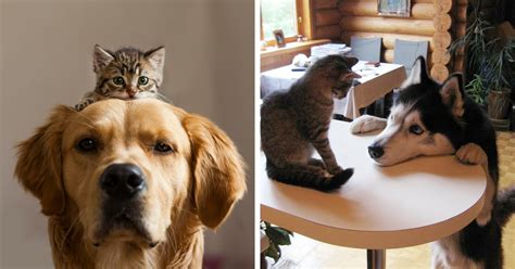 10 Of The Times When Cats And Dogs Proved That They Can Be Best Friends
