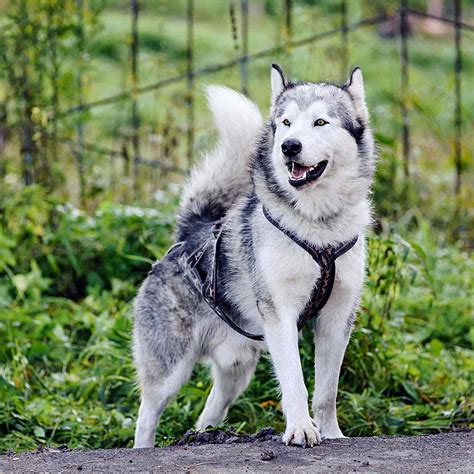 Alaskan Malamute Dog Breed Information And Characteristics Daily Paws