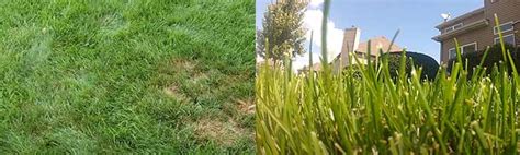 Tall Fescue Vs Sun And Shade Grass Know Which Is The Best