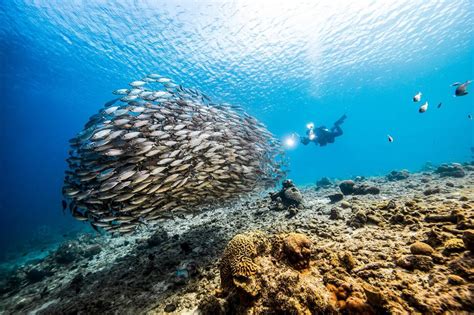 Best Snorkeling And Scuba Destinations In The Caribbean