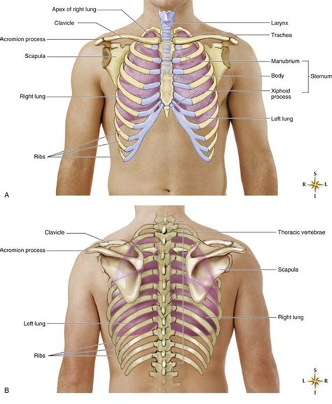 Rib Cage Anatomy Posterior 8 Muscles Of The Spine And Rib Cage