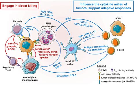Figure 1 From Roles For Innate Immunity In Combination Immunotherapies