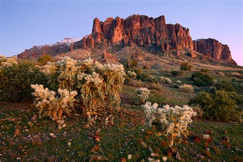 Sonoran Desert Filled 2021 Michael Greenes Wild Moments