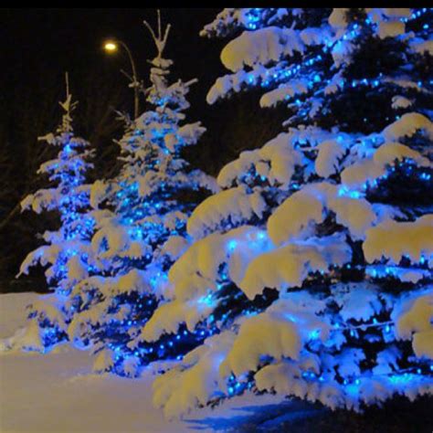 Snow Covered Trees With Lights Picture Ideas
