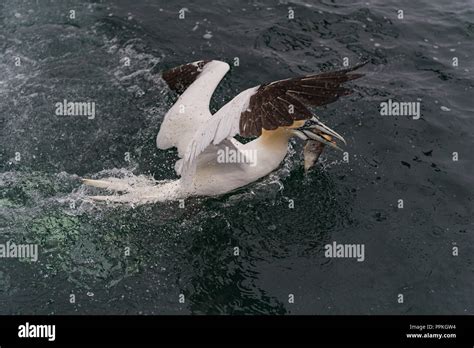 Northern Gannet Diving Fish Hi Res Stock Photography And Images Alamy