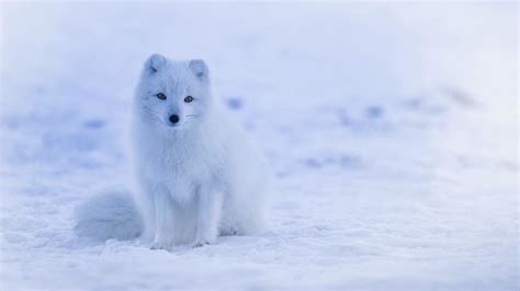 Snowy Fox Wallpapers Top Free Snowy Fox Backgrounds Wallpaperaccess