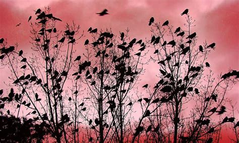 The cactus family is one of the most easily recognized plant families in the world. What is a Group of Crows Called & Why? [Murder Background ...