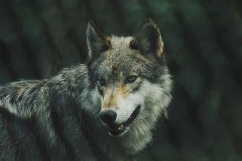 Le Cap Des 500 Loups Dépassé En France En 2019 De Nouvelles Mesures