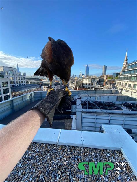 Bird Control London Falconry For Pest Pigeons And Seagulls