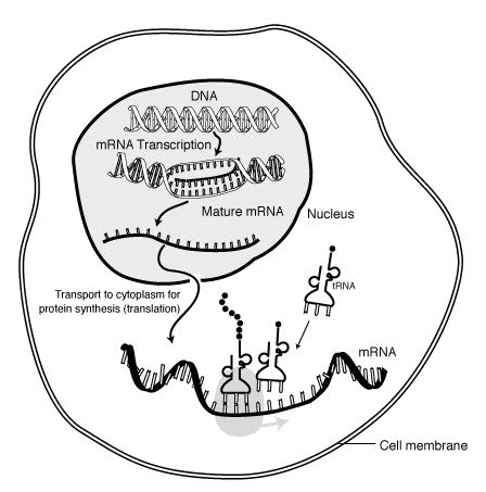 This rna carries genetic information. RNA messaggero - Wikipedia