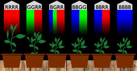 Red spectrum of light is needed for the flowering and fruiting stages of the plant's life cycle. 15+ Best Cheap LED Grow Lights 2021: Review & Guide