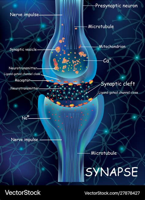Anatomy Synapse Cells Transmission Signal Vector Image