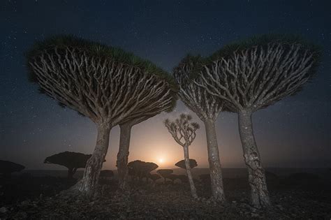 Daniel Kordan Captures The Peculiar Dragon Blood Trees At Yemens