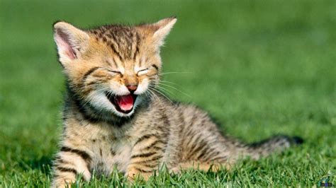 Free Download Funny Kitten Wallpapers Top Free Funny Kitten Backgrounds