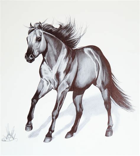 Quarter Horse Drawing