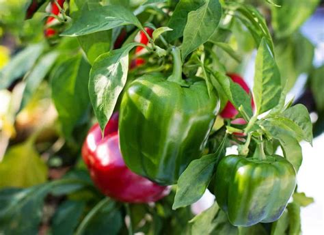 Top 13 Vegetables That Grow Above The Ground Gardening Tips And Tricks