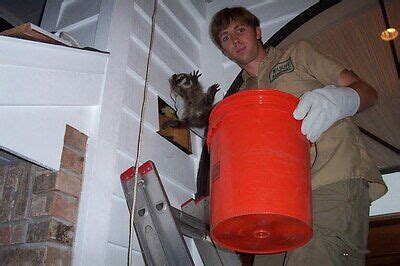 Virginia beach pest control & exterminator co. pestcontrolraccoon.com - Nationwide Raccoon Control Services