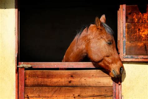Horse Looking Out Barn Window Stock Photos Pictures And Royalty Free