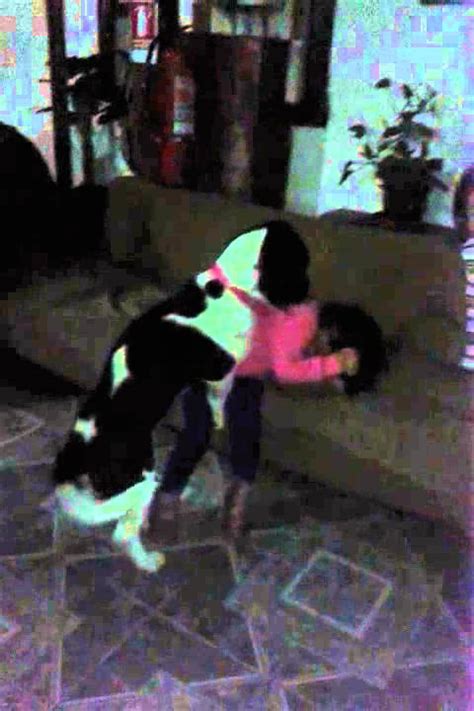 Video Chistoso De Un Perro Montandose En Una Niña Youtube