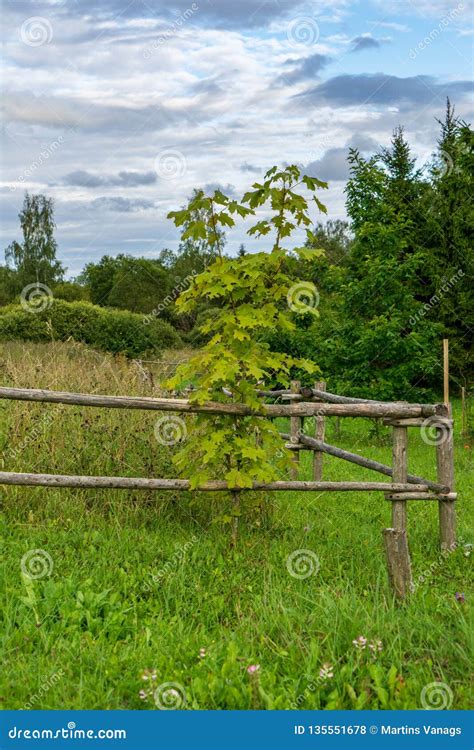 Single Isolated Tree In Green Meadow Field In Summer Stock Photo