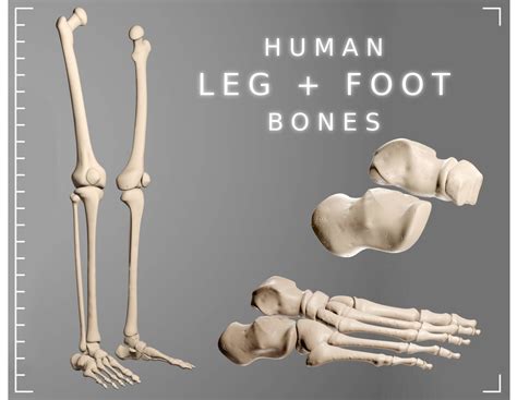 Human Leg Bones Photos Leg Bones Human Vector Vectorstock Royalty