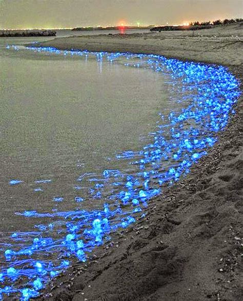 Glowing Firefly Squid At Toyama Bay In Japan Japaneasy Science And
