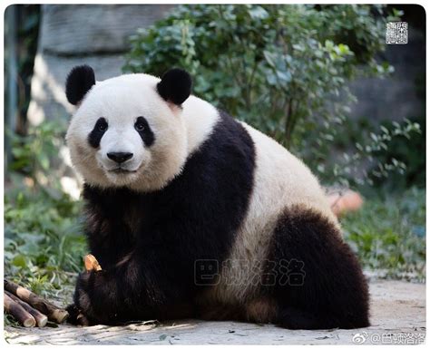 Giant Panda Meng Lan At Beijing Zoo In 2018 Giant Panda Panda Bear