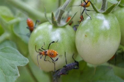 Homemade bug spray for vegetable plants. The Grackle: veggies: Tomato Monsters