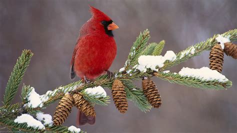 Red Bird On A Branch By Scott Ford